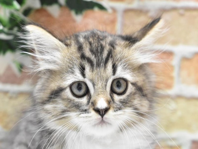東京都のハーフ猫・ミックス猫 (ペッツワン昭島店/2024年5月22日生まれ/女の子/ブラウンタビーホワイト)の子猫